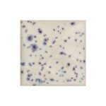 Indigo Rain SW153