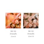 Amaryllis SW192 - Imagen 2